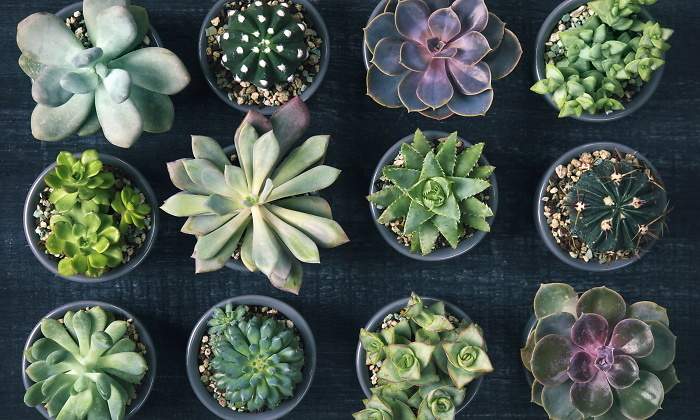 suculentas-plantas-1.jpg