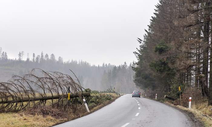 coche-viento-arbol-caido-dreamstime.jpg