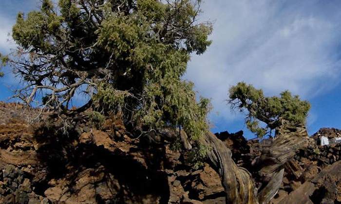 cedro-europa-arbol.jpg