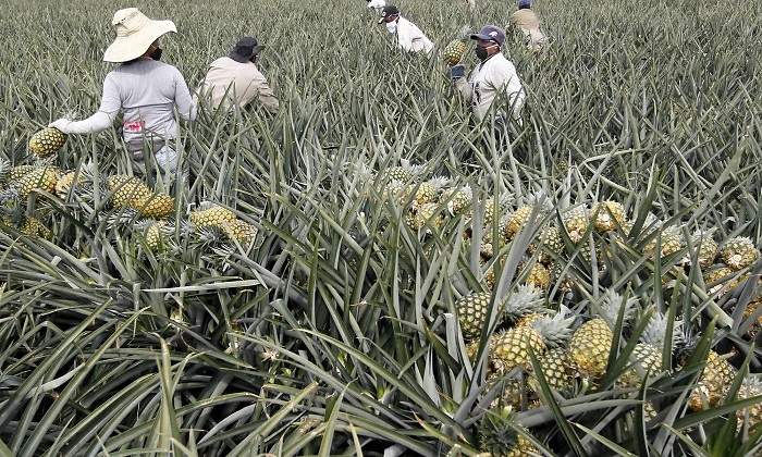 pina-770x420-reuters.jpg