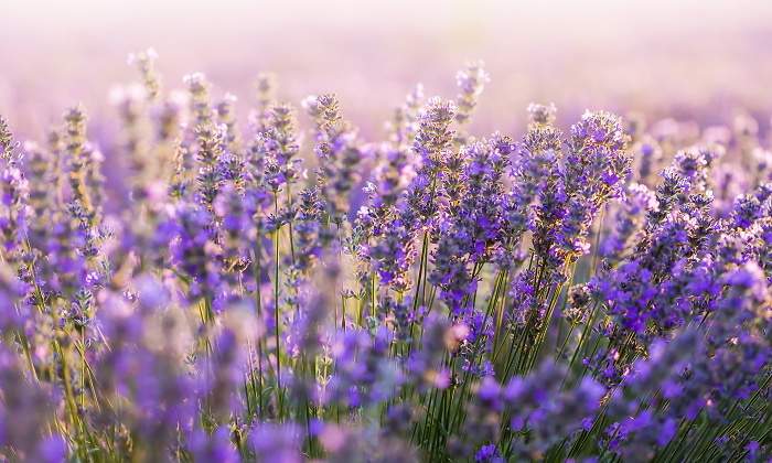 lavanda.jpg