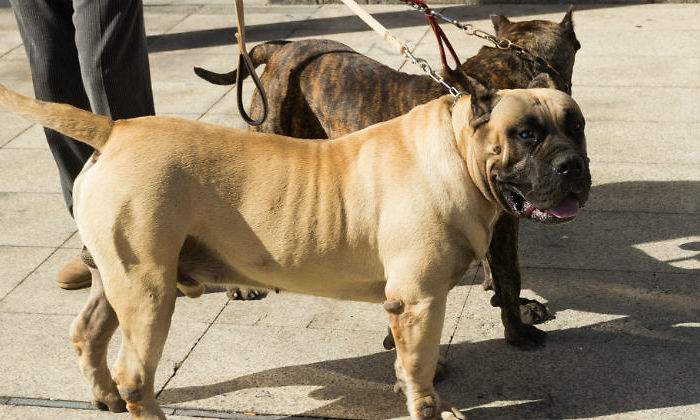 perros-alamy.jpg