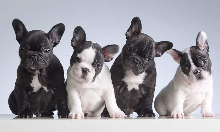 Cuatro-cachorros-de-bulldog-frances-iStock.jpg