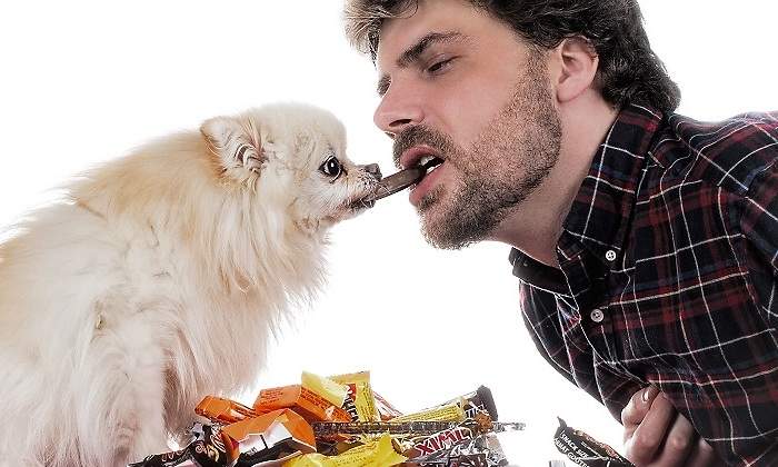 Dar-comer-a-tu-mascota.jpg