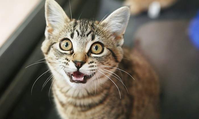 Un-gato-pequeno-maullando-a-su-dueno-iStock.jpg
