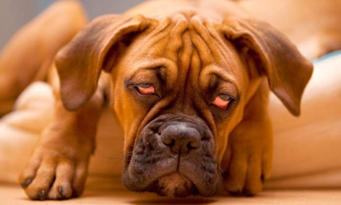 resaca-perro-causas-bebidas-recurso-dreamstime.jpg