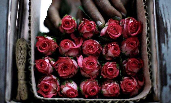 rosas