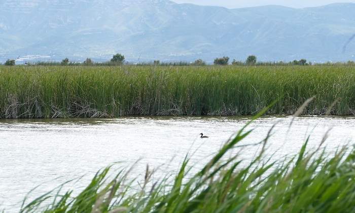 Humedales del Delta del Ebro