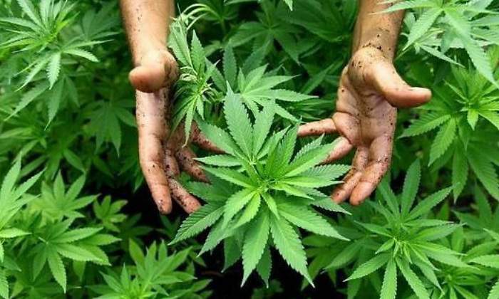 marihuana-770420.jpg