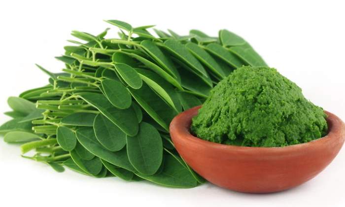 Moringa.jpg