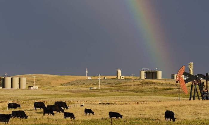 vacas-petroleo-eeuu.jpg