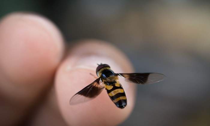 Picadura-abeja.jpg