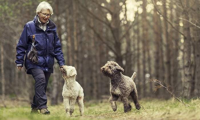 Perros-Bosque-Cria.jpg