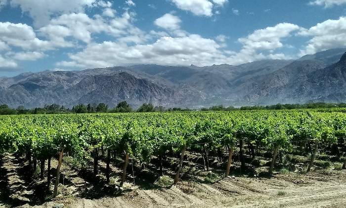 Vinos-cafayate.jpg