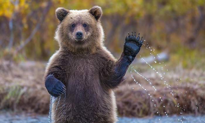 Un-oso-pardo-con-la-mano-levantada-iStock.jpg