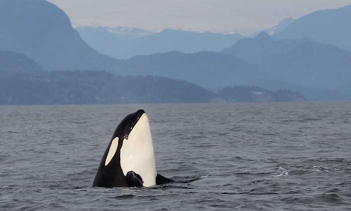 orca-dreamstime.jpg