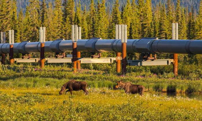 trans-alaska-oleoducto.jpg