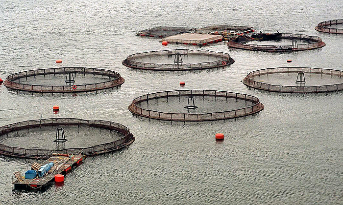 salmoneras-instalaciones-efe.png