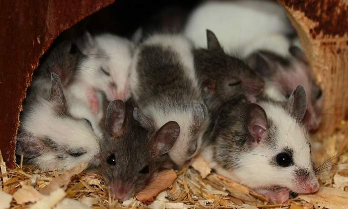 Ratones laboratorio