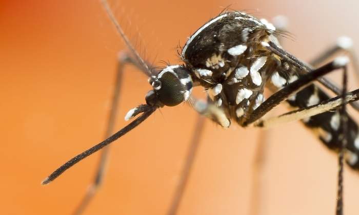 mosquito-tigre-dreamstime.jpg