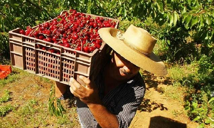 cerezas-fruta-chile-archivo.png