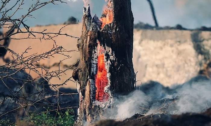 IncendioArbol770.jpg