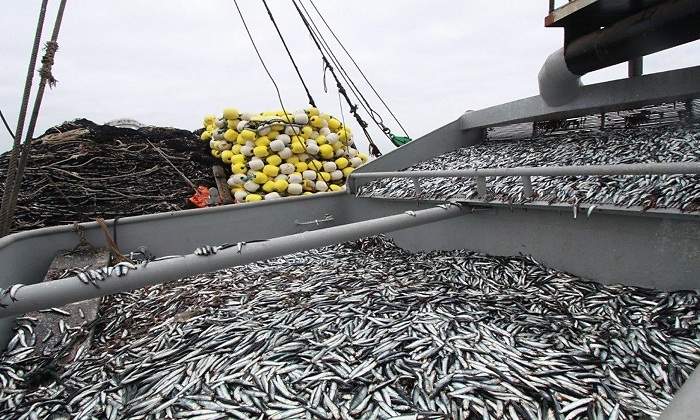 anchoveta770.jpg