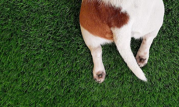 Cola-de-perro.jpg