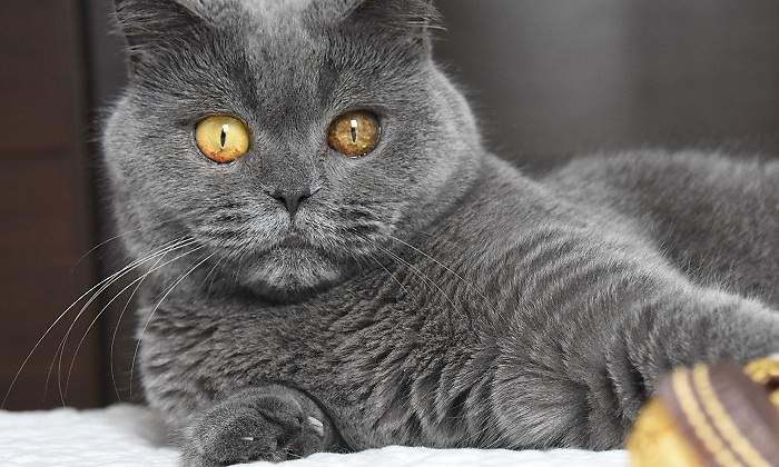 british-shorthair-2477620_1920.jpg