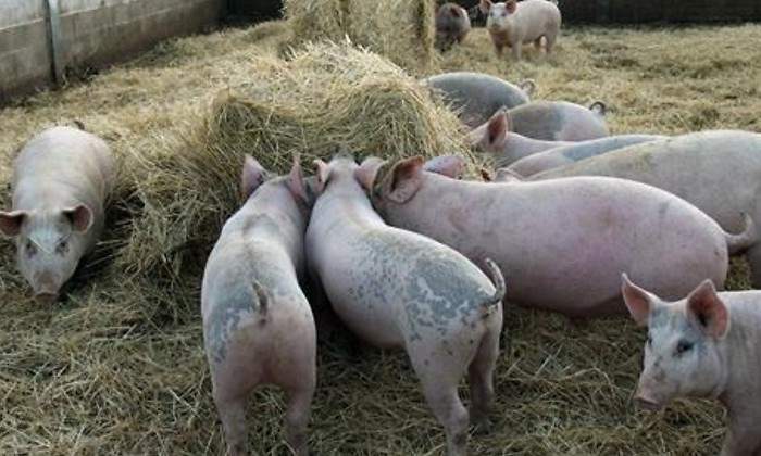 cerdos-granja-ep.jpg
