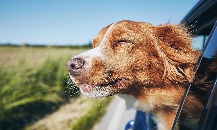 Perro-sacando-la-cabeza-por-la-ventanilla-iStock.jpg