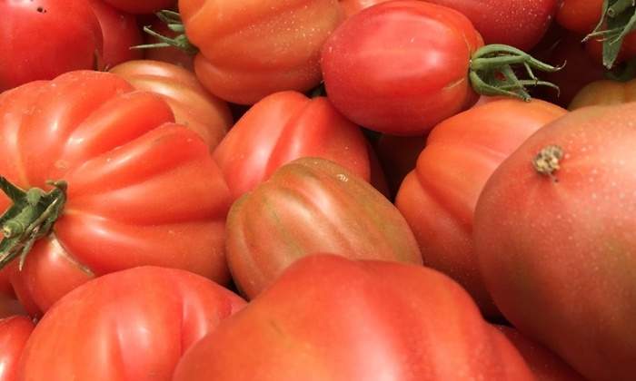 tomates