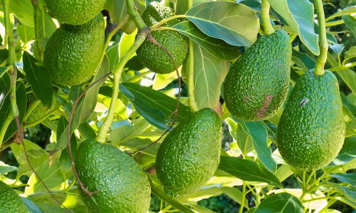 aguacate-marruecos-pesticidas-1.jpg