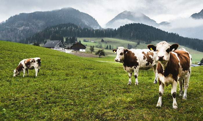 vacas-prado-istock.jpg
