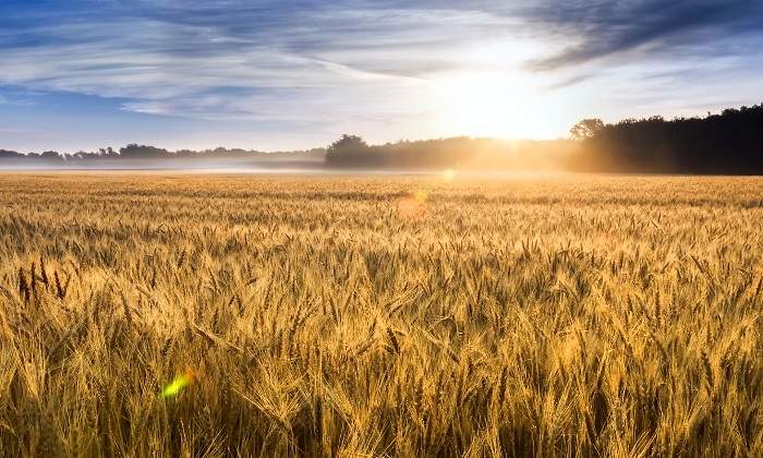 trigo-campo-dreamstime.jpg