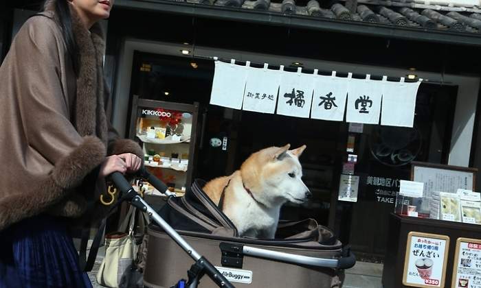 japon-perro-letrero-dreams.jpg