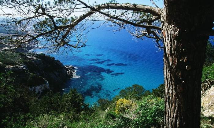 pinus-baleares.jpg