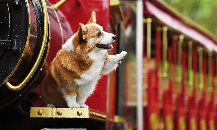 Los-perros-pueden-ser-diestros-o-zurdos.jpg