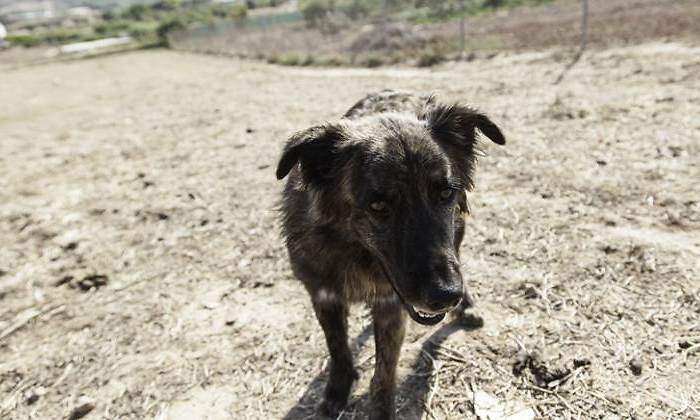 perro-palleiro-triste-770-dreamstime.jpg