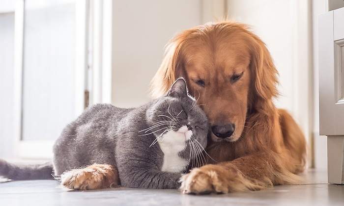 Un-perro-y-un-gato-dandose-caricias-iStock.jpg