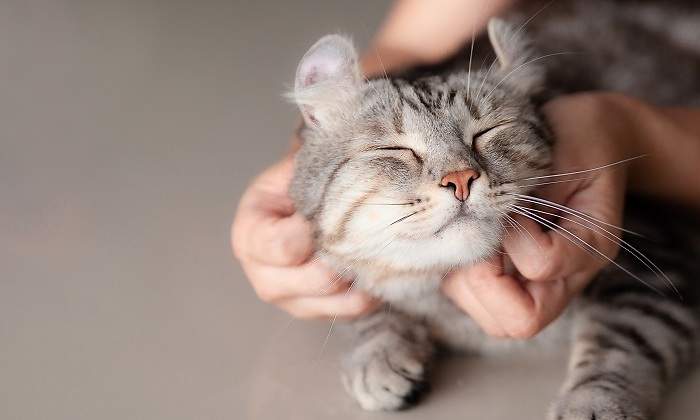 Acariciando-un-gato-iStock.jpg