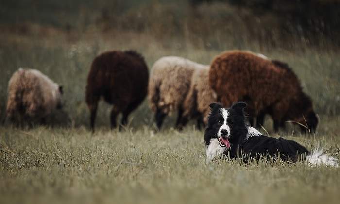 Un-grupo-de-ovejas-cuidadas-por-un-perro-pastor-iStock.jpg