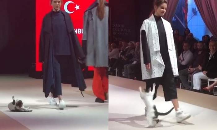 Gato-pasarela-moda.jpg