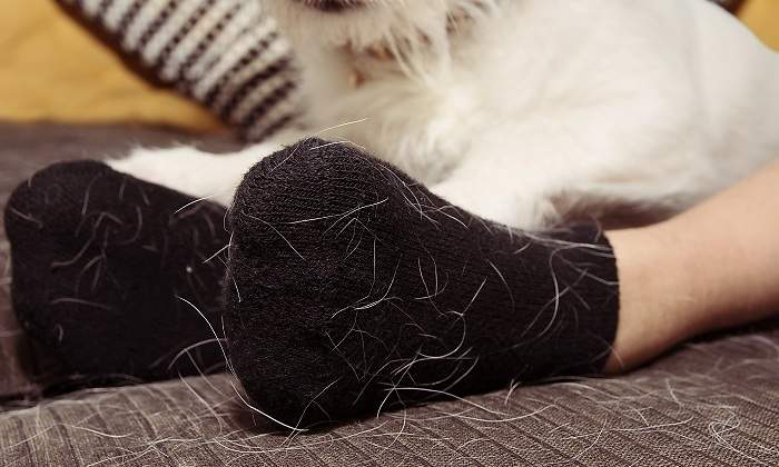 Sofa-y-calcetines-llenos-de-pelos-de-perro-iStock.jpg