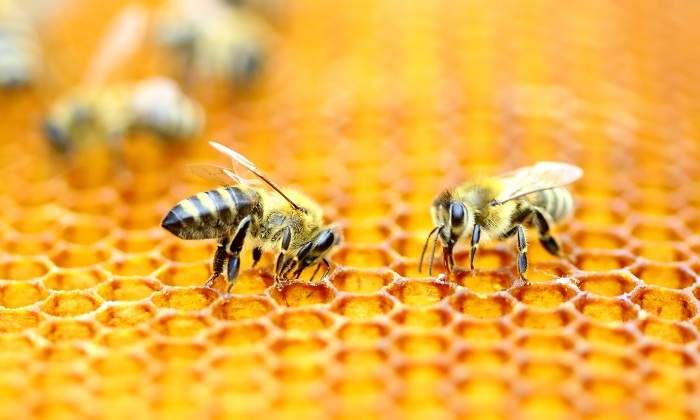 abejas-enjambre.jpg