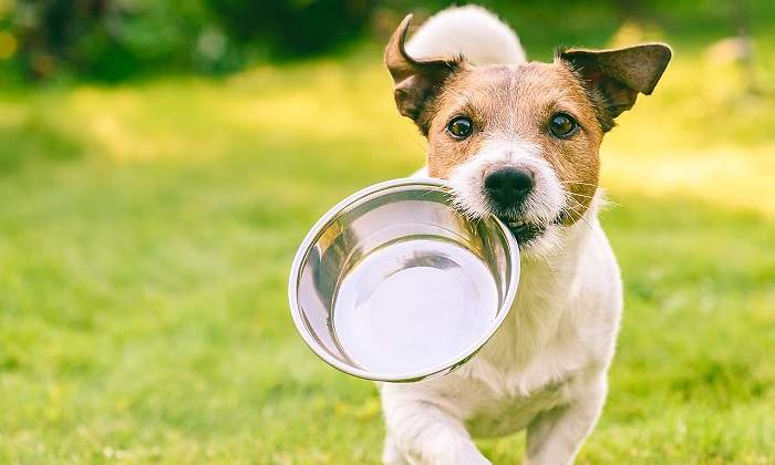 Perro-con-un-recipiente-en-la-boca-iStock.jpg