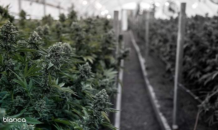 cannabis blanca