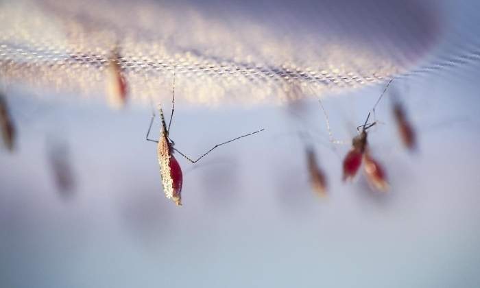 mosquito-ep.jpg