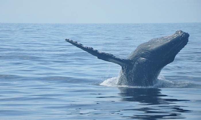 Ballena-Megaptera-novaeangliae.jpg