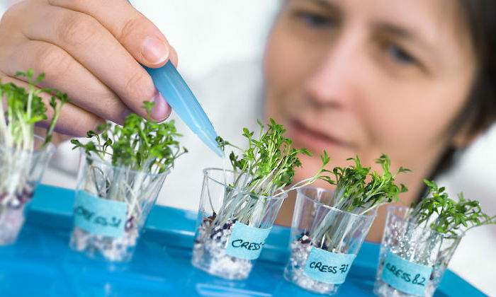 plantas-investigacion.jpg